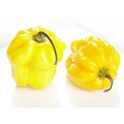 Habanero Yellow