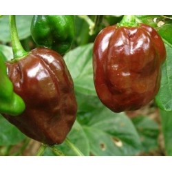 Habanero seeds Four Colours Chocolate, Yellow, Orange & Red