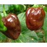 PACK VI Habanero 4 Färger: Choklad, Gul, Orange & Röd 40 frön