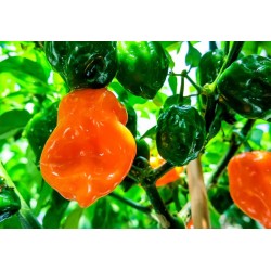 Habanero seeds Four Colours Chocolate, Yellow, Orange & Red orange red