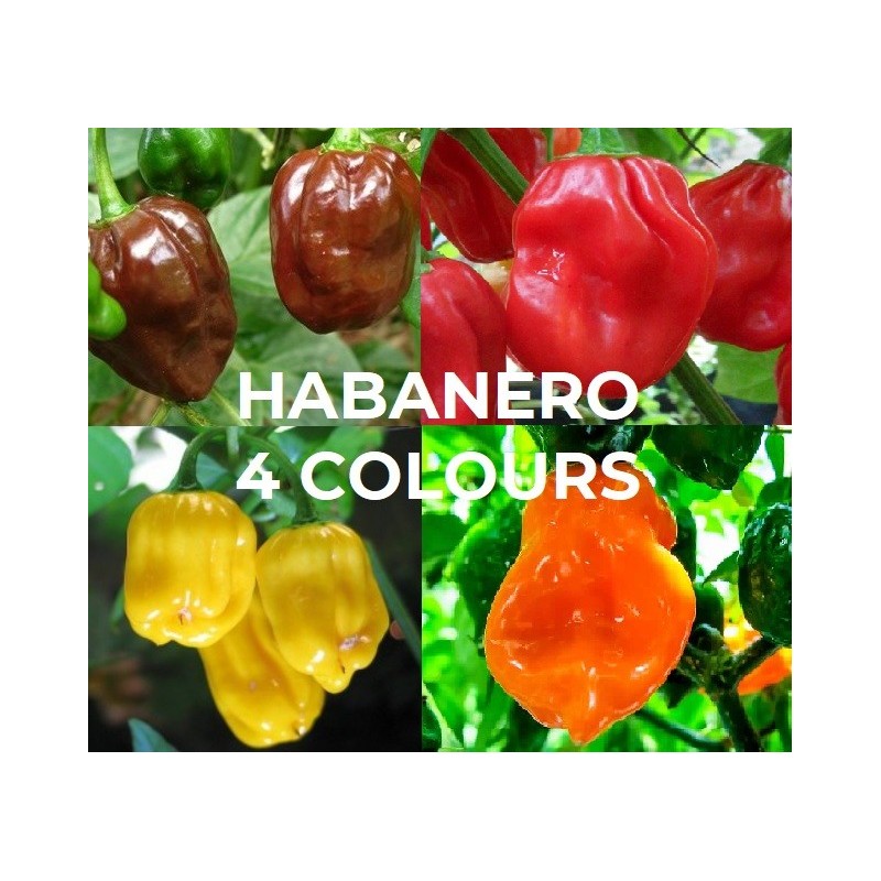 Habanero seeds Four Colours Chocolate, Yellow, Orange & Red
