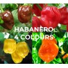 Habanero seeds Four Colours Chocolate, Yellow, Orange & Red