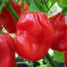 Habanero seeds Four Colours Chocolate, Yellow, Orange & Red