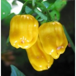 Хабанеро желтый 10 семена