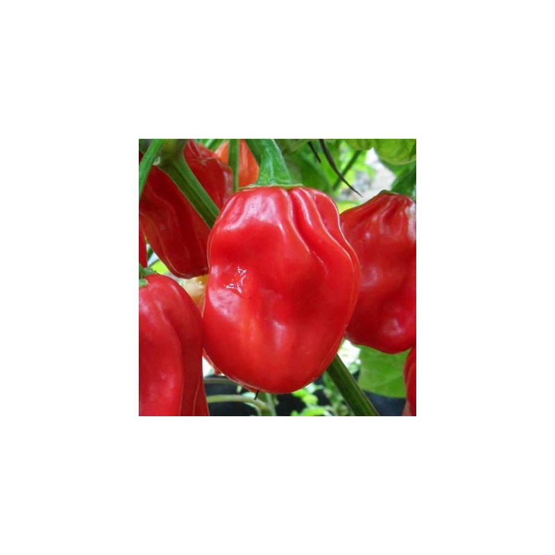 Habanero Red