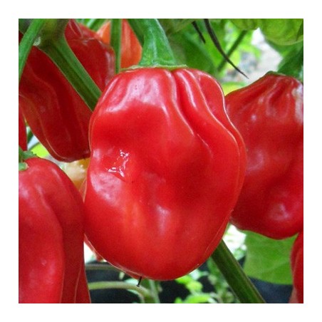 Habanero Red