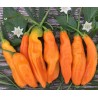 Aji Amarillo 10 seeds