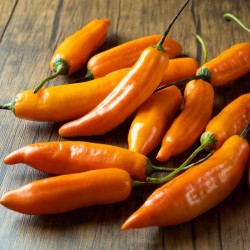 Aji Amarillo 10 nasion