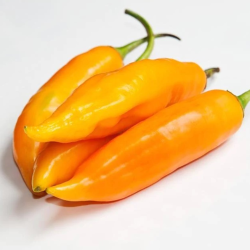 Ají Amarillo Chilisamen - 10 Stück | Peruanische Star-Chili