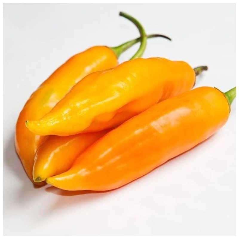 Aji Amarillo 10 nasion