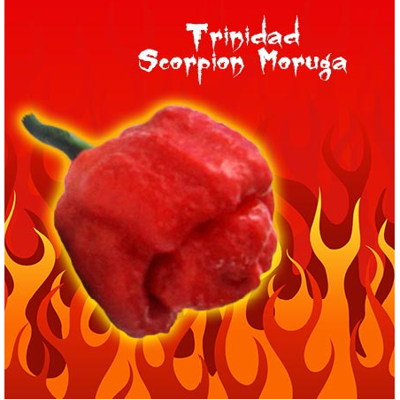 Sauce piquante au piment moruga trinidad scorpion, piment le plus fort du  monde.