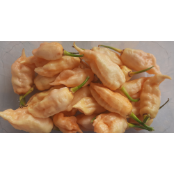 Semi di Peperoncino Sugar Rush Peach - 10 Semi | Gourmet