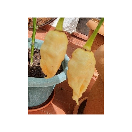 Sugar Rush Peach -siemenet - 10 kpl | Gourmet-suosikki