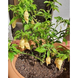 Sugar Rush Peach -siemenet - 10 kpl | Gourmet-suosikki