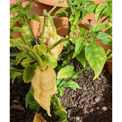 Graines de Piment Sugar Rush Peach - 10 Graines | Gourmet