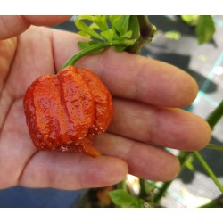 Carolina Reaper Caramel