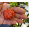 Carolina Reaper Caramel