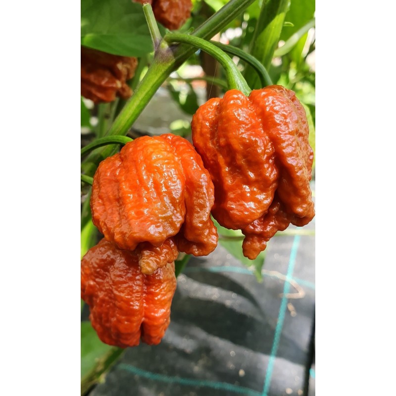 Carolina Reaper Caramel