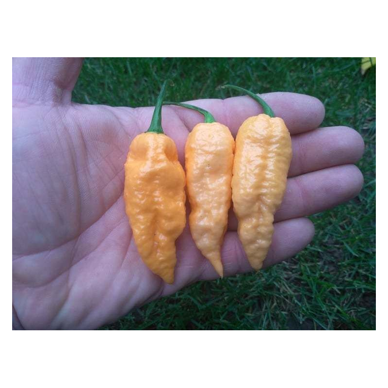 Naga Bhut Jolokia Pessêgo Peach 10 sementes