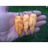 Naga Jolokia Peach Ghost Pepper