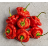 Punainen Scotch Bonnet -siemenet - 10 kpl | 350 000 SHU