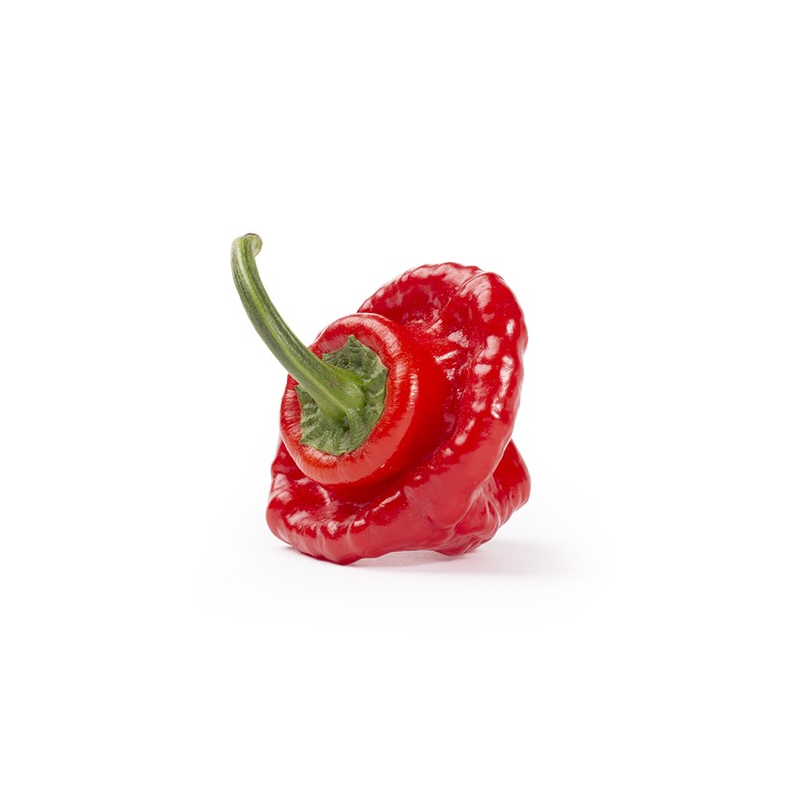 Punainen Scotch Bonnet -siemenet - 10 kpl | 350 000 SHU