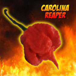 Carolina Reaper 10 siementä