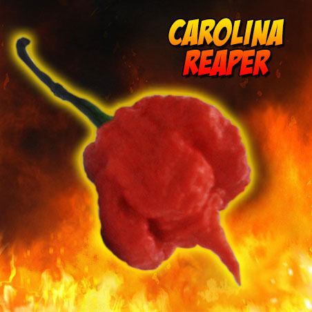 Carolina Reaper - Pack de 10 graines sélectionnées, avec autocollant identifiant l'espèce, l'origine et le SHU.