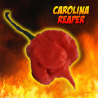 Carolina Reaper 10 peberfrø