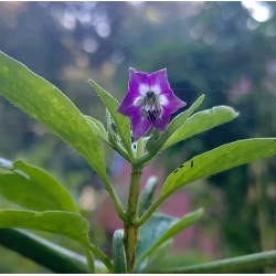 Mini Olive Rocoto 10 seeds