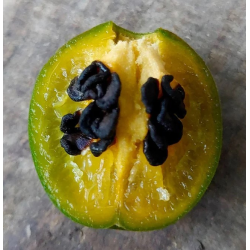 Semillas de Mini Olive Rocoto - 10 Semillas | Semillas Negras