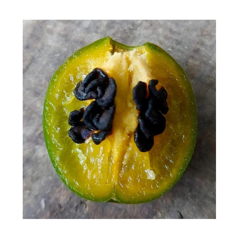 Mini Olive Rocoto 10 sementes