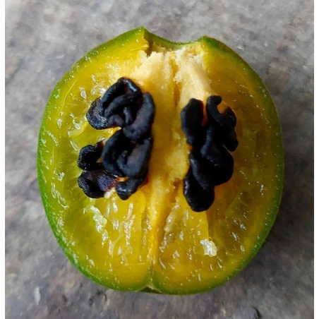 Mini Olive Rocoto -siemenet - 10 kpl | Mustat siemenet