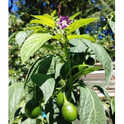 Graines de Mini Olive Rocoto - 10 Graines | Graines Noires