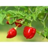 Habanero Rojo - Paquete de 10 semillas seleccionadas, con adhesivo que identifica la especie, origen y SHU.