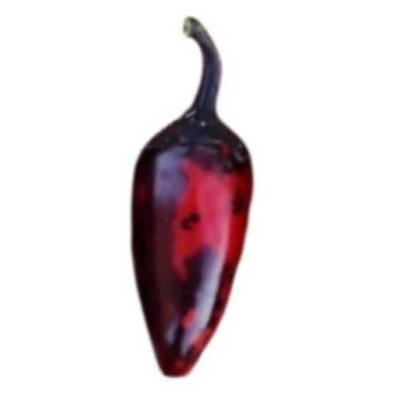 Graines de Piment Comte Dracula - 10 Graines | Feuillage Noir