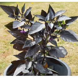 Semi di Peperoncino Conte Dracula - 10 Semi | Fogliame Nero