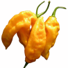 Semillas de Bhut Jolokia Naranja - 10 Semillas | 1 Millón SHU
