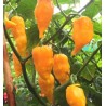 Bhut Jolokia Orange 10 nasion