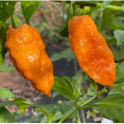 Graines de Bhut Jolokia Orange - 10 Graines | 1 Million SHU
