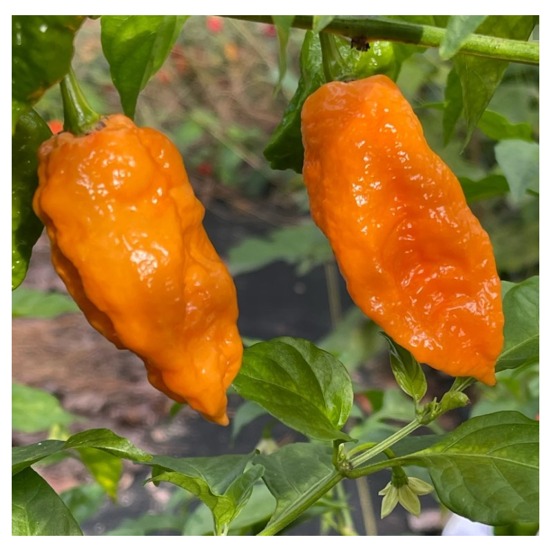 Semi di Bhut Jolokia Arancione - 10 Semi | 1 Milione SHU