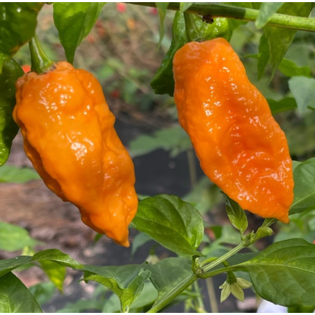 Graines de Bhut Jolokia Orange - 10 Graines | 1 Million SHU