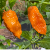 Semillas de Bhut Jolokia Naranja - 10 Semillas | 1 Millón SHU