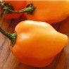 Habanero Orange 10 chilisamen