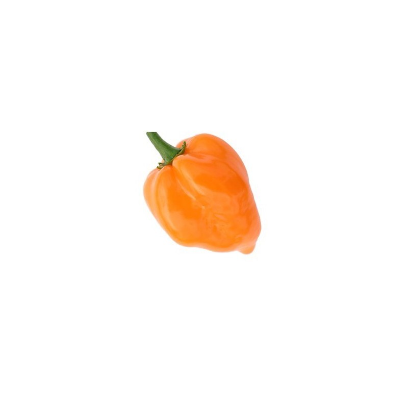 Habanero Arancio 10 semi