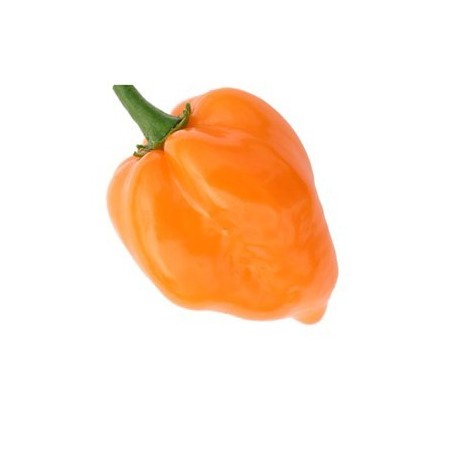 Habanero Arancio 10 semi