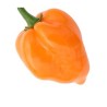 Habanero Arancio 10 semi