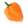 Хабанеро апельсин 10 семена