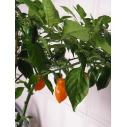 Habanero Oranje 10 zaden