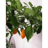 Habanero appelsin 10 frø